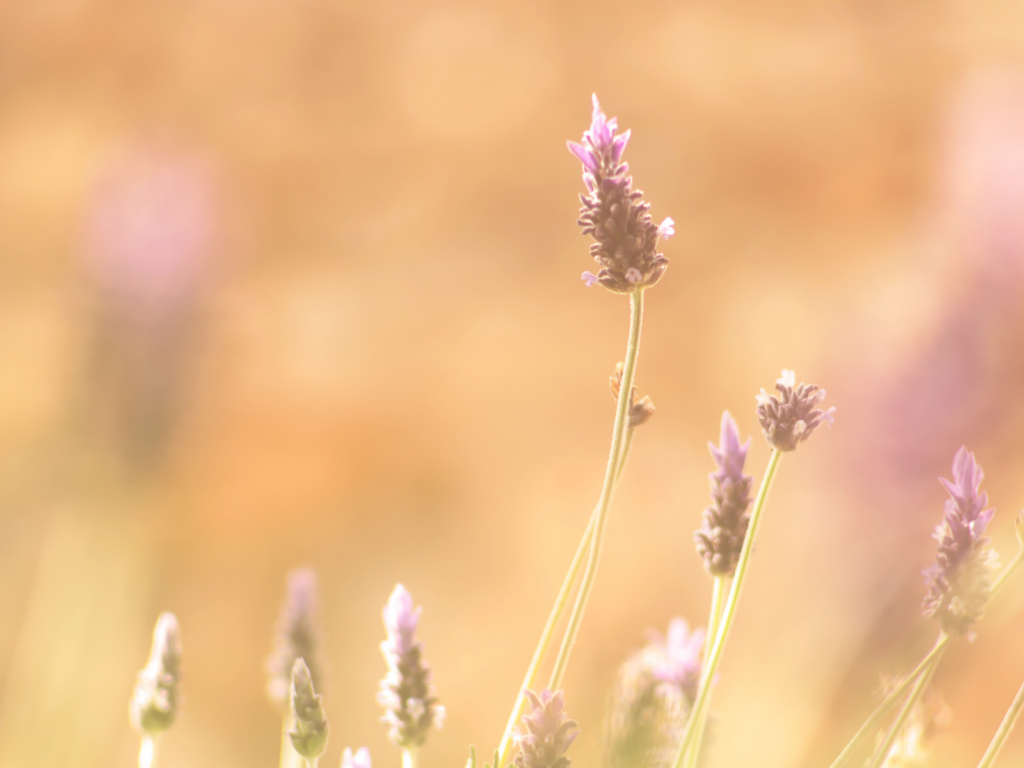 shizuki-soft-lavender-healing-background